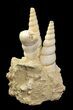 Bargain Tall Miocene Fossil Turritella (Gastropod) Cluster-France #74515-1